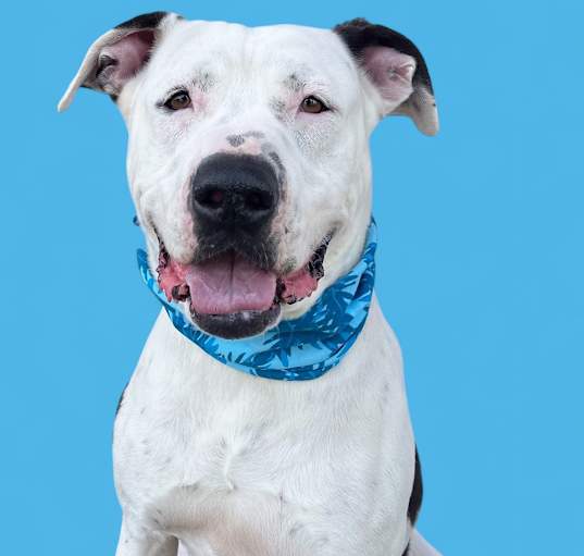 Photo of Rudy Patootie-ADOPT Me!