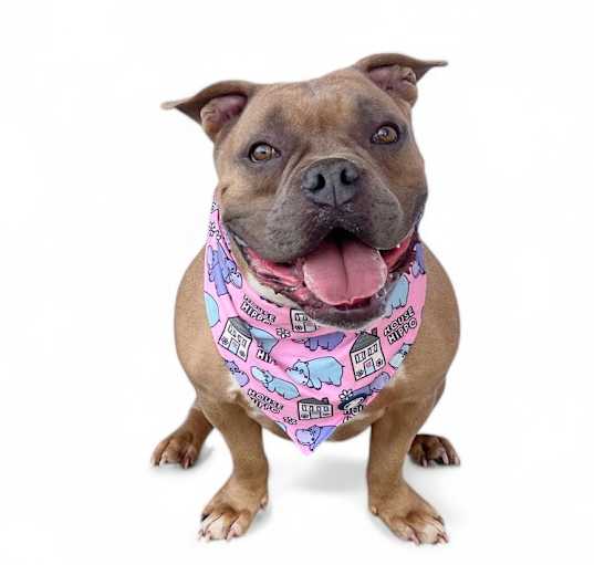 Photo of Bella-ADOPT Me!
