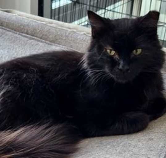 Photo of Sheba