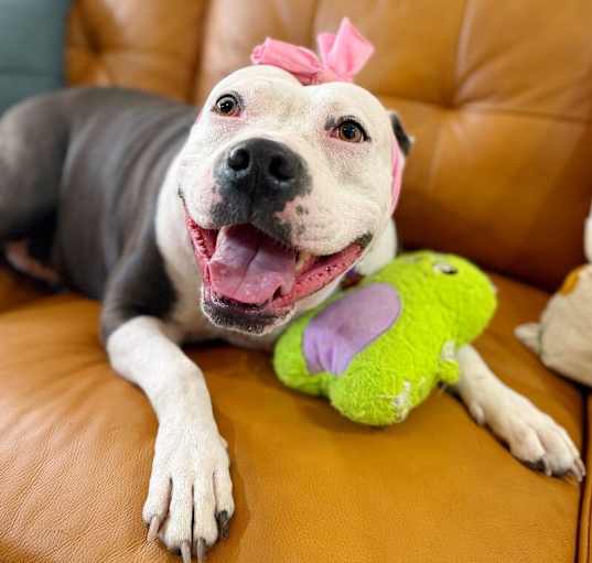 Photo of Tootsie Roll Trained Family Dog