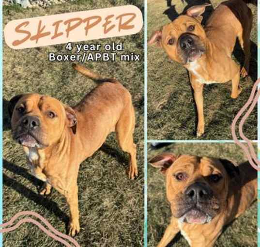 Photo of Skipper