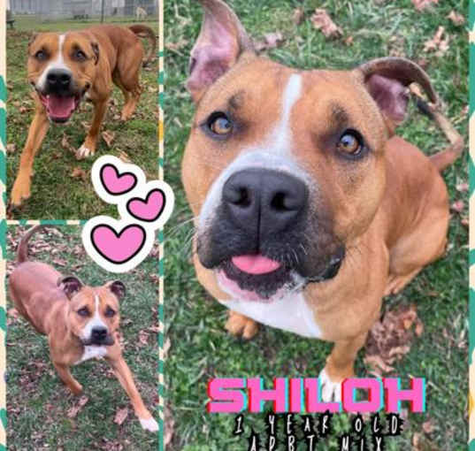 Photo of Shiloh