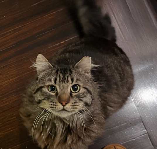 Photo of Mufasa