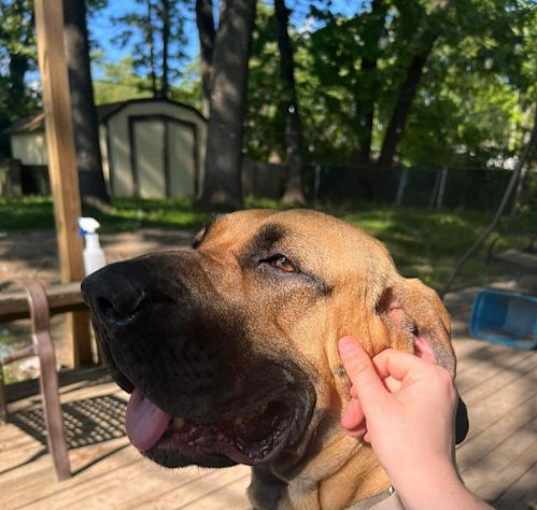 Photo of Honey