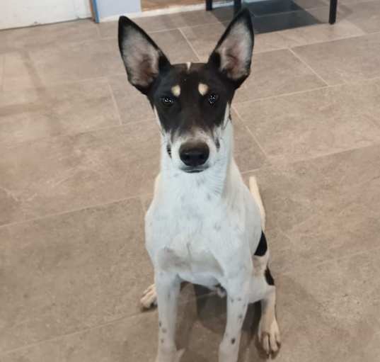 Photo of Woody