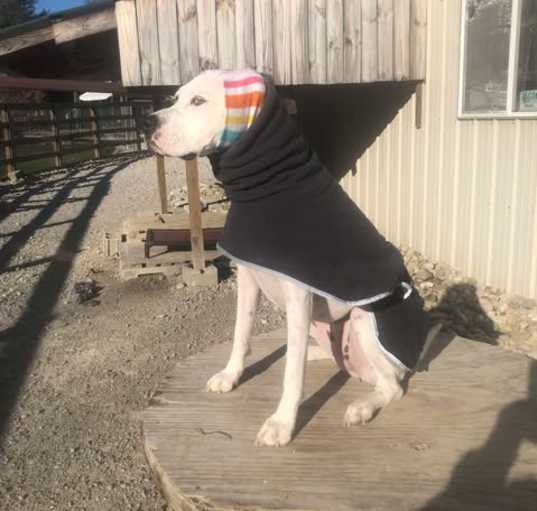 Photo of Ivory (AKA Abby)
