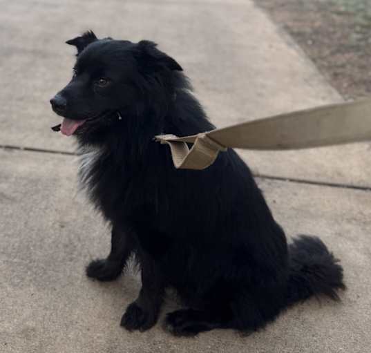 Photo of Koda