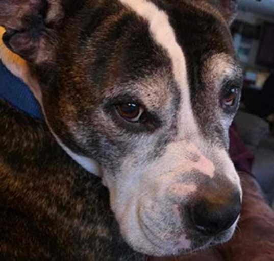 Photo of Romeo - Courtesy Listing