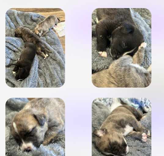 Photo of Puppies