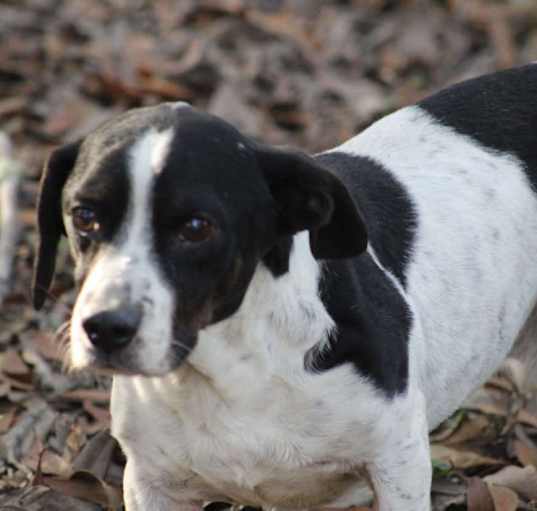 Photo of Semi (Adoption pending)