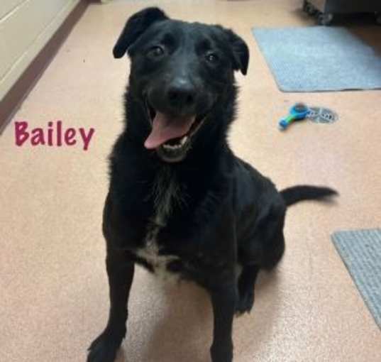 Photo of Bailey
