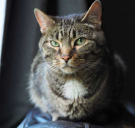 Photo of Frankie