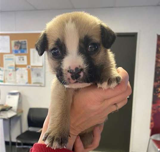 Photo of DAKOTA