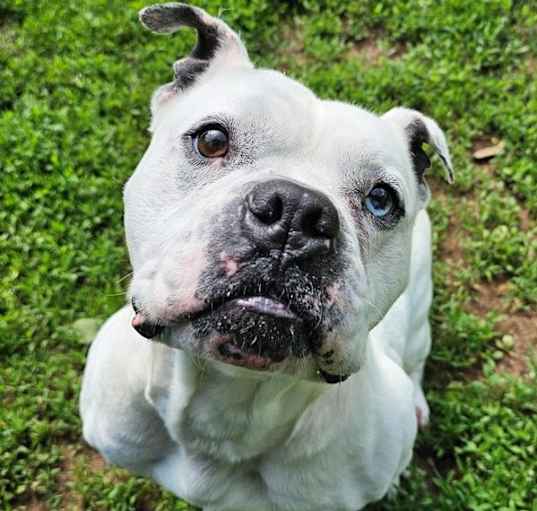 Photo of Hoss