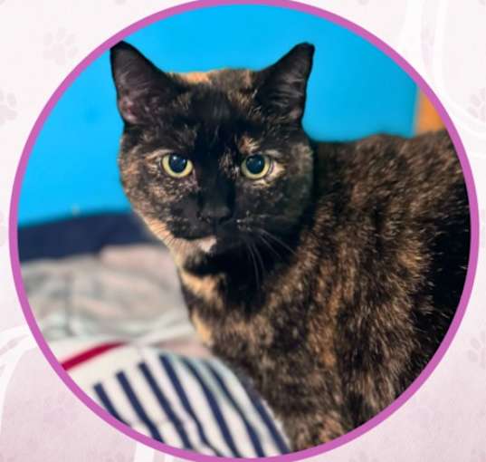 Photo of Brindle