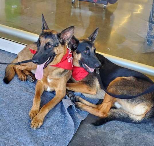 Photo of Xander - Adopt Me!