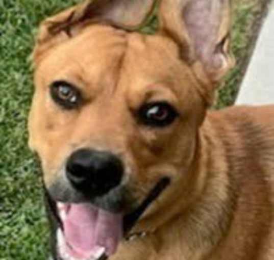 Photo of Holly - Adopt Me!