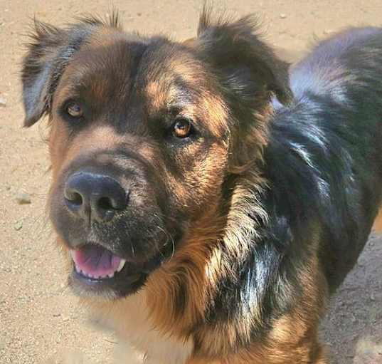 Photo of Cheelo (CP) Adopt Me!