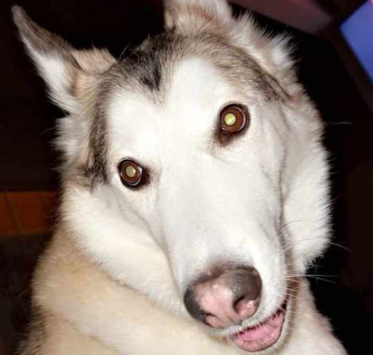 Photo of Atlas