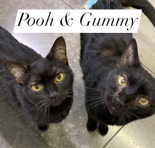 Photo of Pooh & Gummy Bear