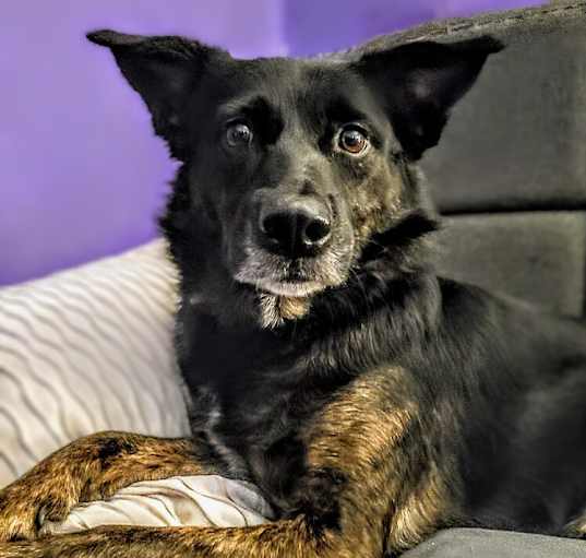 Photo of Sadie 2.0