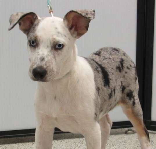 Photo of Chestnut