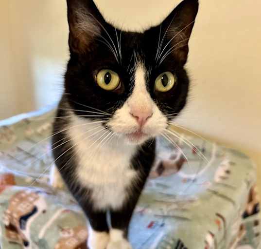 Photo of Diamond