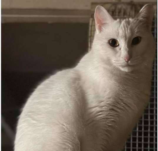 Photo of Casper