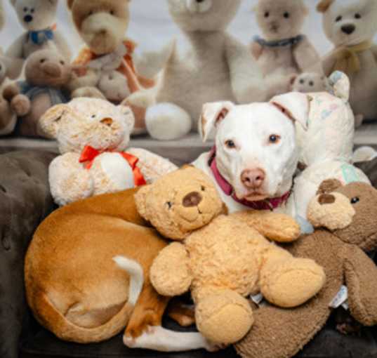 Photo of Honey