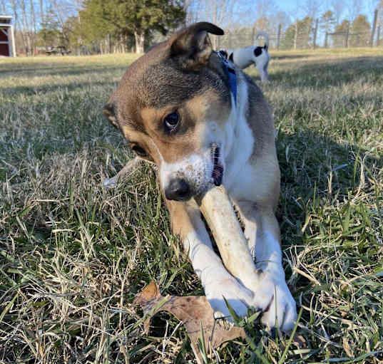 Photo of Stella