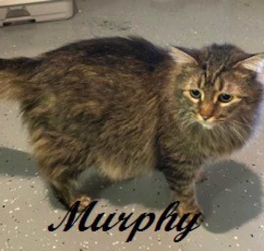 Photo of Murphy