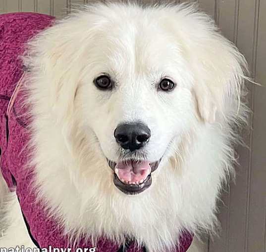 Photo of Babe in OH - Gentle, Sweet, Funny & Playful!