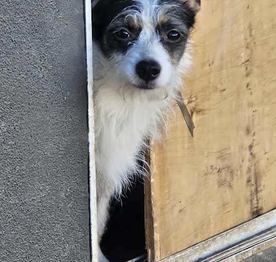 Photo of Gypsy