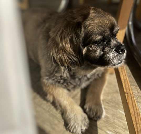 Photo of Gizmo