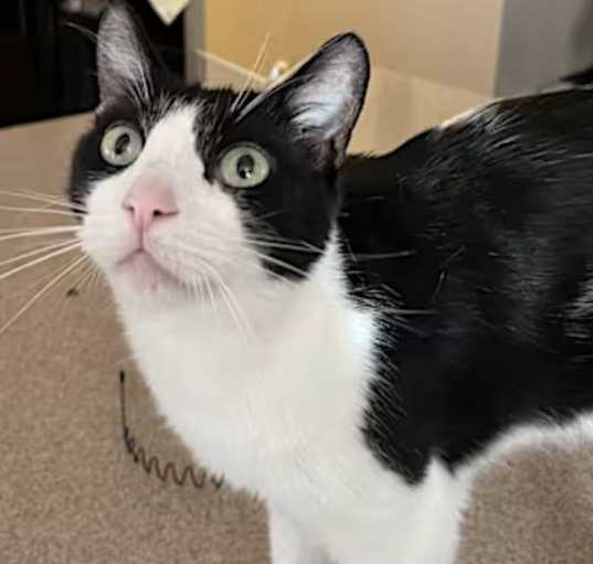 Photo of Buddy [CP]