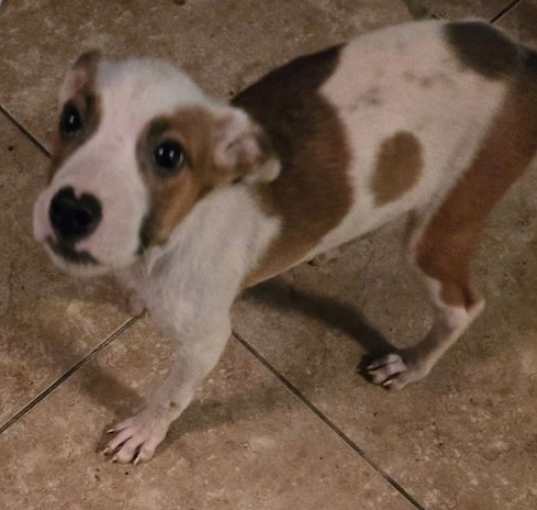 Photo of Milo