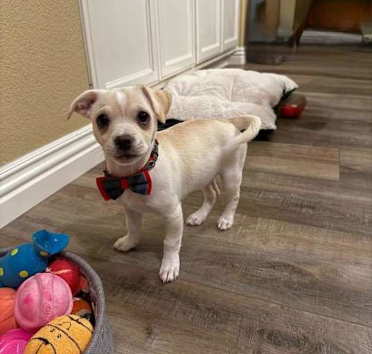 Photo of Melody