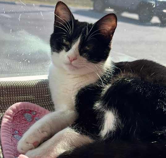 Photo of Roxie