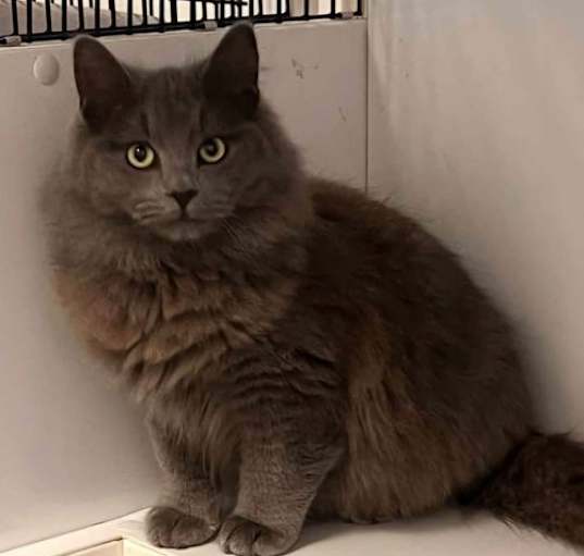 Photo of Cole and Pebbles bonded pair