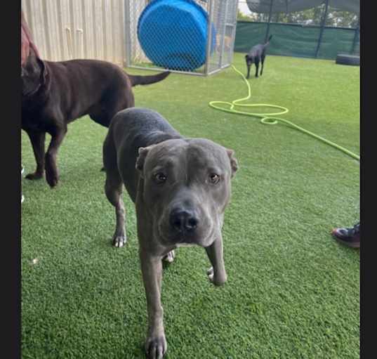Photo of Tyson