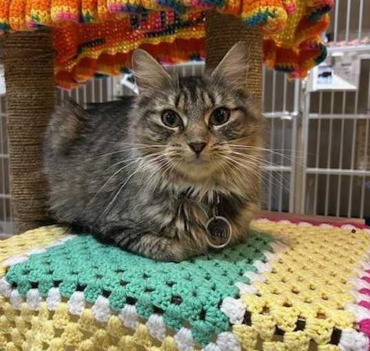 Photo of Lacey