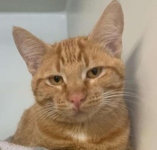 Photo of Honey