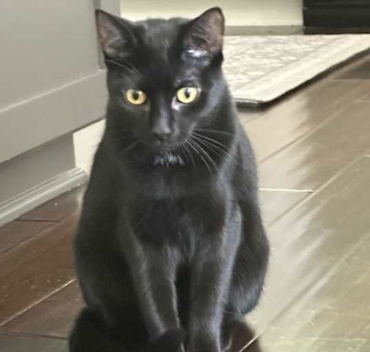 Photo of Luna