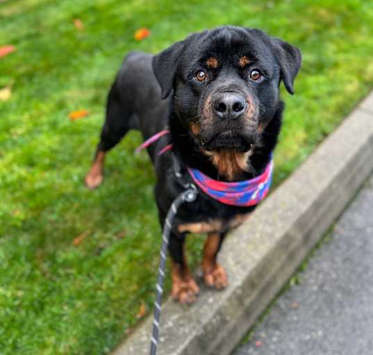 Photo of Taz