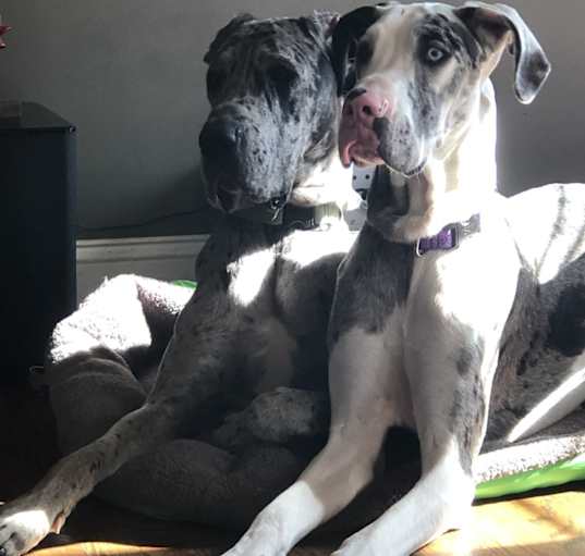 Photo of Ryder & Marilyn