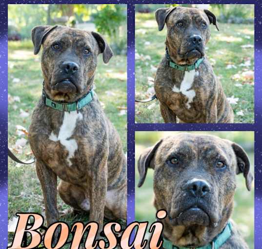 Photo of Bonzai