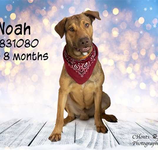 Photo of Dog