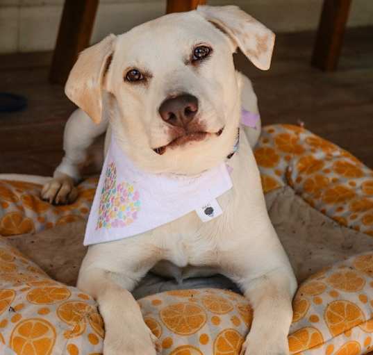 Photo of Polly (Twin)