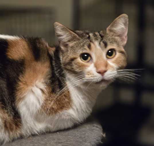 Photo of Marigold