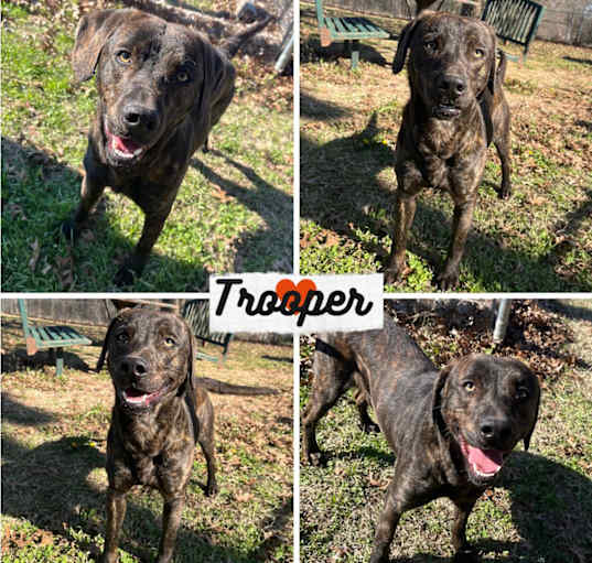Photo of Trooper